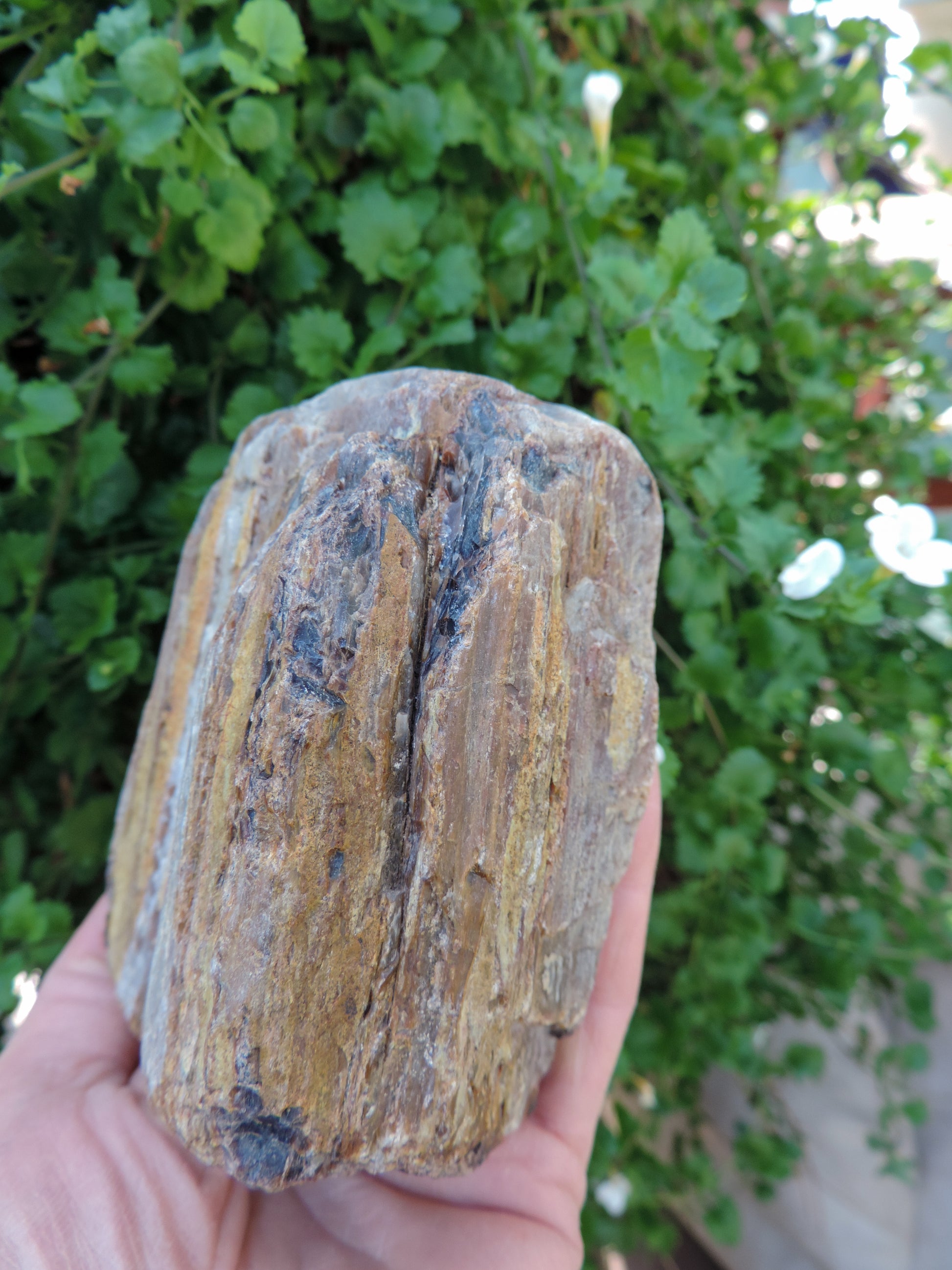 Petrified wood encourages gentle openness to personal transformations as well as being a pleasant reminder to embrace change and/or transformation.