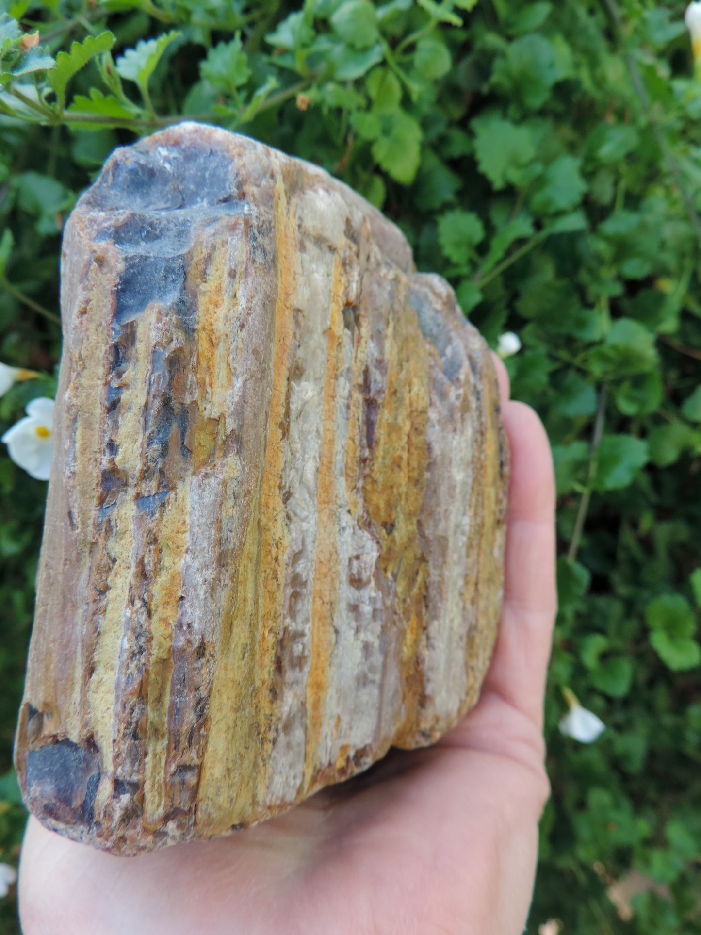 Created millions of years ago, petrified and agatized wood is found around the globe in numerous locations.  The stones’ distinctive appearance is determined by different conditions that include the tree species that was buried, the location and type of geological event that buried the trees, 