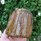 The stones’ distinctive appearance is determined by different conditions that include the tree species that was buried, the location and type of geological event that buried the trees, and the minerals present in the silica that ultimately replaced the woods organic composition.