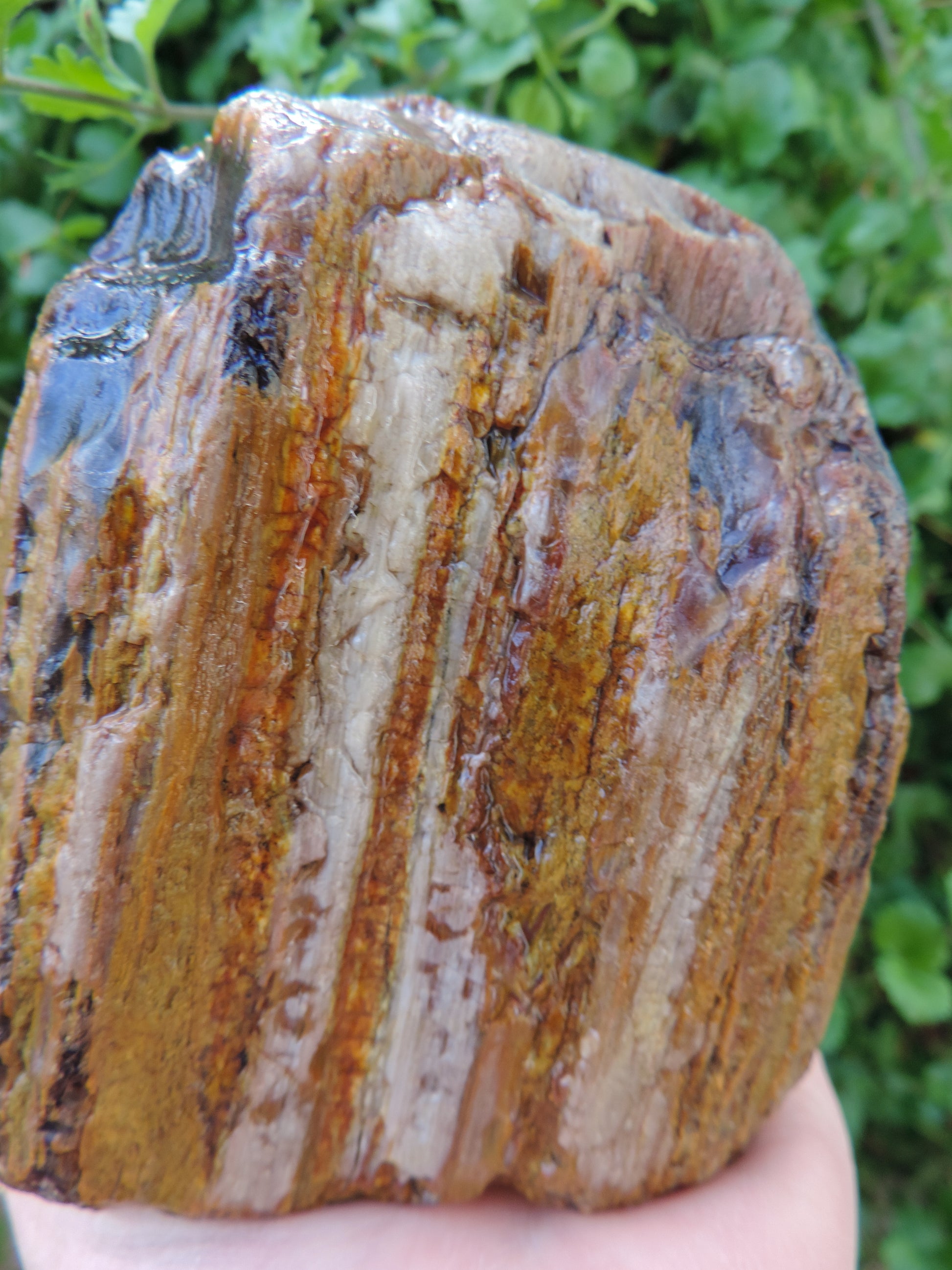 Along with the sheer wonder and beauty, petrified wood has been used in ancient and present day civilizations for stabilizing the body’s defenses, promoting balance and calmness and allowing the body to heal in a relaxed, de-stressed environment. 