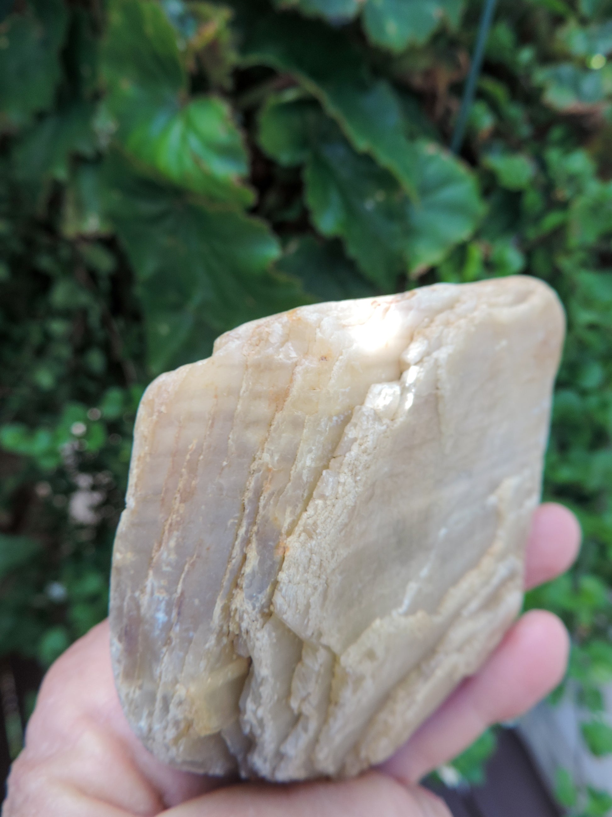 Created millions of years ago, petrified and agatized wood is found around the globe in numerous locations.  The stones’ distinctive appearance is determined by different conditions that include the tree species that was buried, the location and type of geological event that buried the trees, 