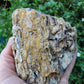 Petrified wood is often viewed as a sacred representation of humankind's connection to the universe because it was once a living object that has gone through a dramatic transformation.