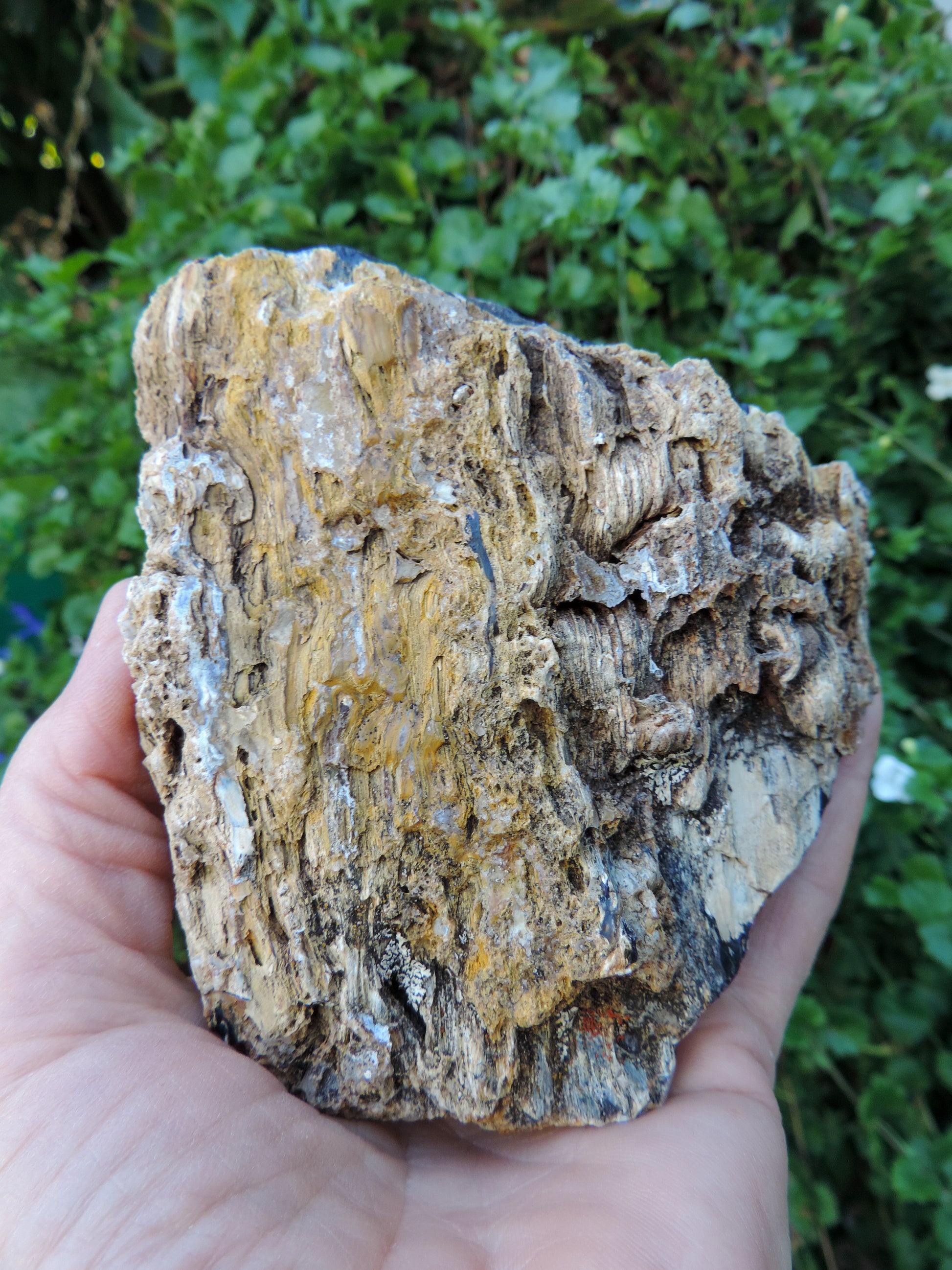 Petrified wood is often viewed as a sacred representation of humankind's connection to the universe because it was once a living object that has gone through a dramatic transformation.