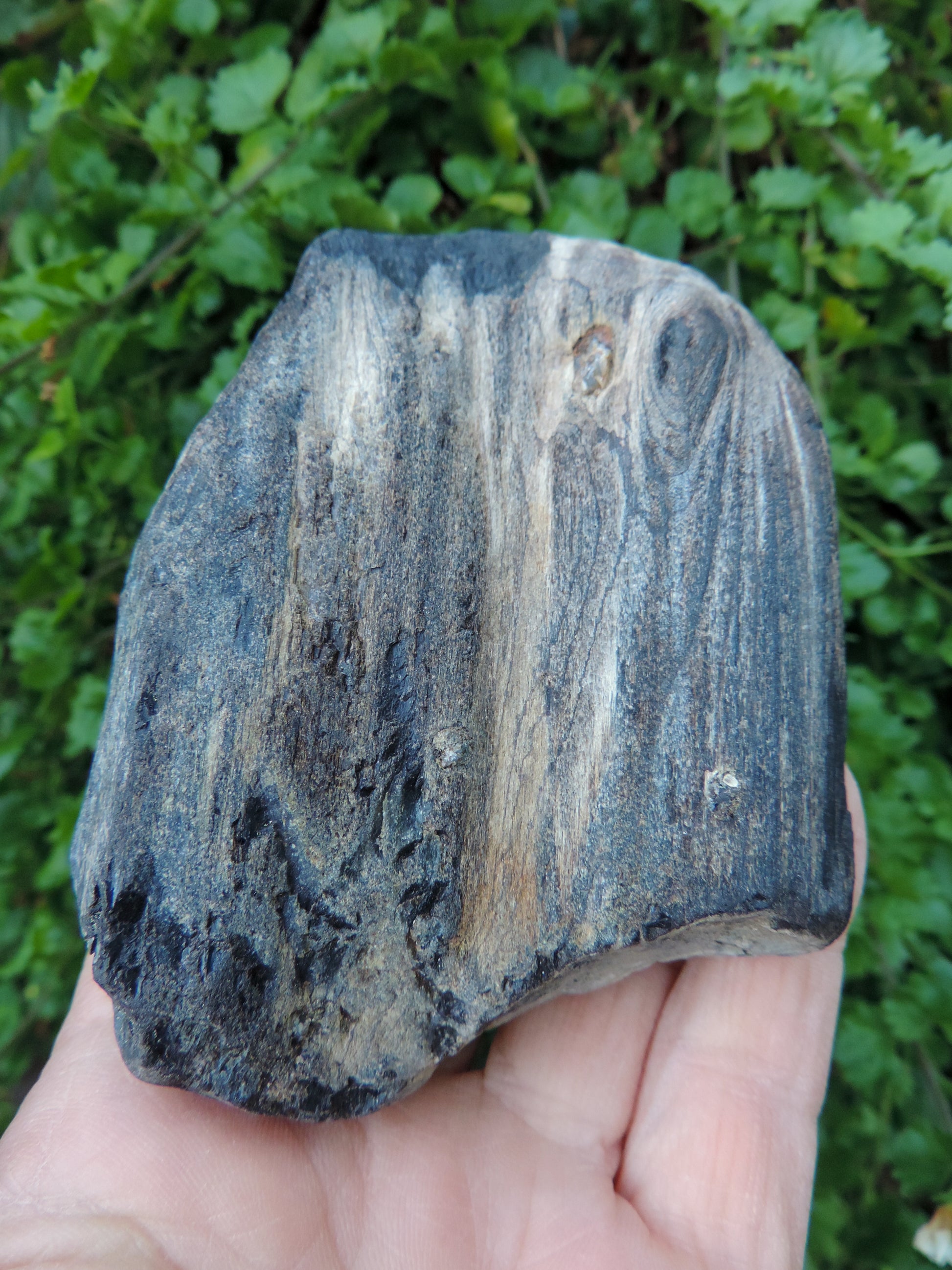 Brought to you from the mountains of Montana, this treasured specimen represents amazing geological transformations and the wondrous beauty of Mother Earth.