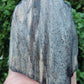 Created millions of years ago, petrified and agatized wood is found around the globe in numerous locations.  The stones’ distinctive appearance is determined by different conditions that include the tree species that was buried, the location and type of geological event that buried the trees,