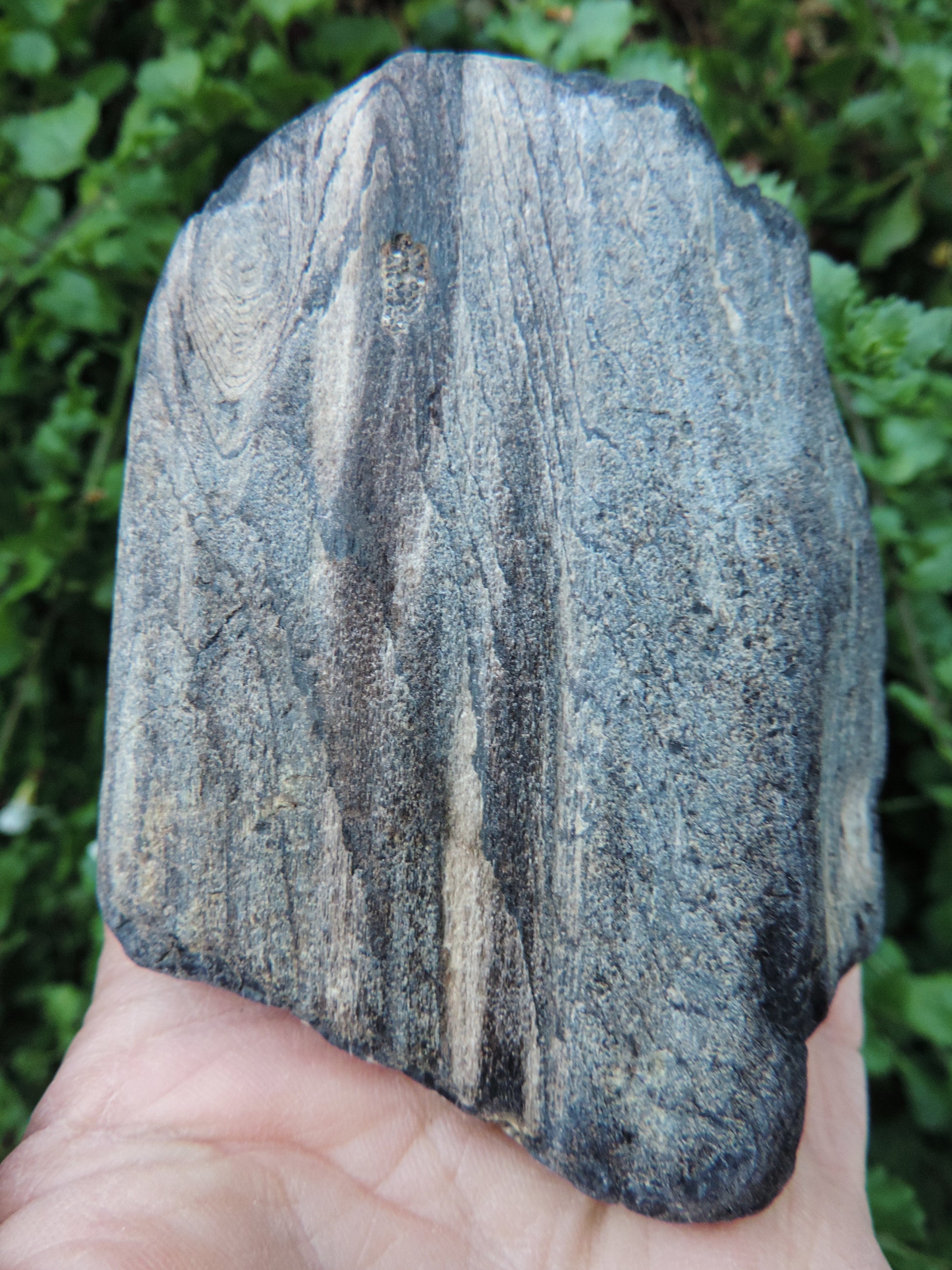 Created millions of years ago, petrified and agatized wood is found around the globe in numerous locations.  The stones’ distinctive appearance is determined by different conditions that include the tree species that was buried, the location and type of geological event that buried the trees,