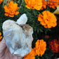 Agate Specimens, Blue Agate Specimens, Madison Blue Agate, Blue Agate, Blue Chalcedony, Rock Specimens, Lapidary Stones, Lapidary Material, Alter Stones, Stones for Decorating, Decorative Stones, Semi-precious Stones, Semi-precious Gemstones, Rock Collector Specimens, Natural Stones, Grounding Stones, Transformational Stones, Calming Stones, Centering Stones, Rare Stone  