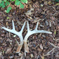 this real Montana antler set for a variety of things such as,  ceremonies, decorating, spiritual, celebration, center piece, help grounding home and office and so much more. 