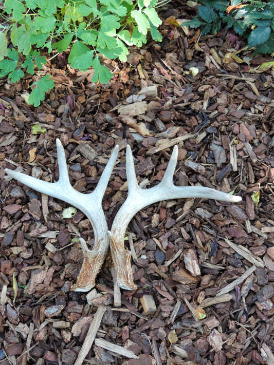 this real Montana antler set for a variety of things such as,  ceremonies, decorating, spiritual, celebration, center piece, help grounding home and office and so much more. 