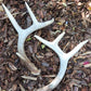 real Montana antler set for a variety of things such as,  ceremonies, decorating, spiritual, celebration, center piece, help grounding home and office and so much more.