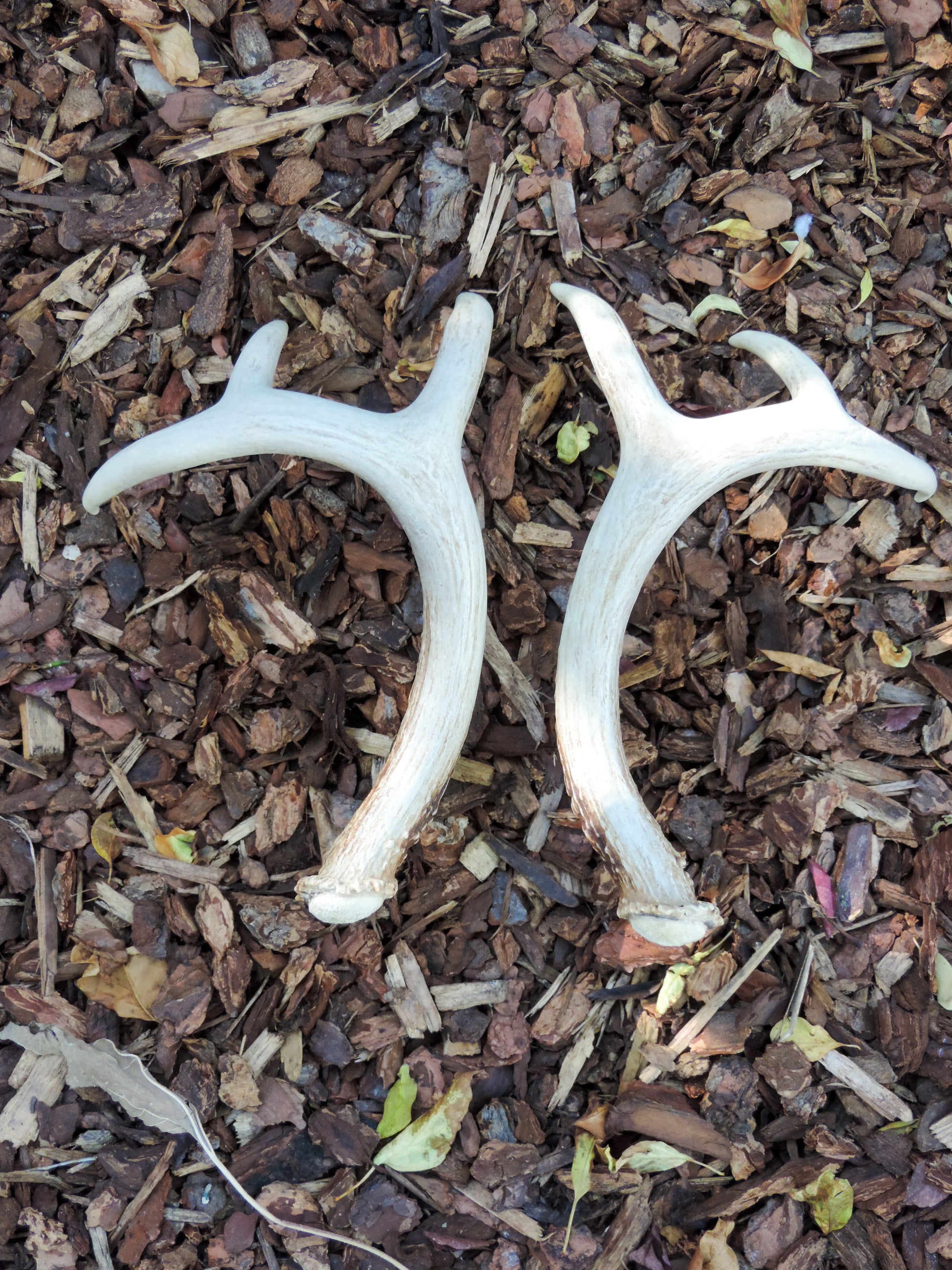 Antlers are great for a grounding the home and office and using them as decorations. 