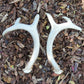 Montana Naturally Shed Antler Set