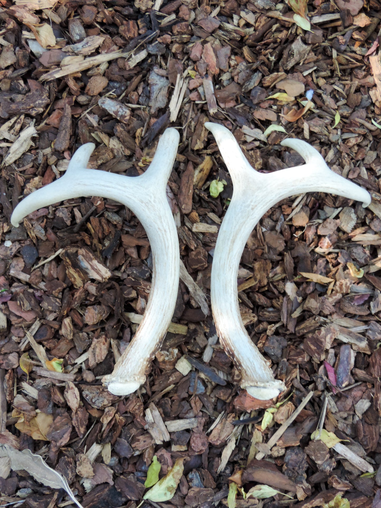 Montana Naturally Shed Antler Set