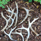 Deer antlers,  decorating,  rituals,  metaphysical,  gifts 
