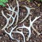 Deer antlers, decorating, rituals, metaphysical, gifts