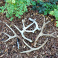 Deer antlers, decorating, rituals, metaphysical, gifts