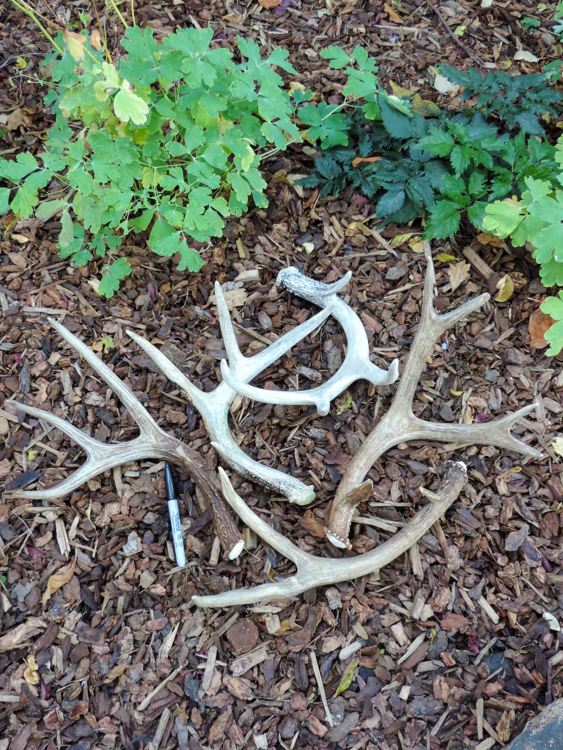 Deer antlers, decorating, rituals, metaphysical, gifts