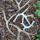 Deer antlers, decorating, rituals, metaphysical, gifts