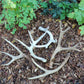 Deer antlers, decorating, rituals, metaphysical, gifts