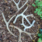 Deer antlers, decorating, rituals, metaphysical, gifts