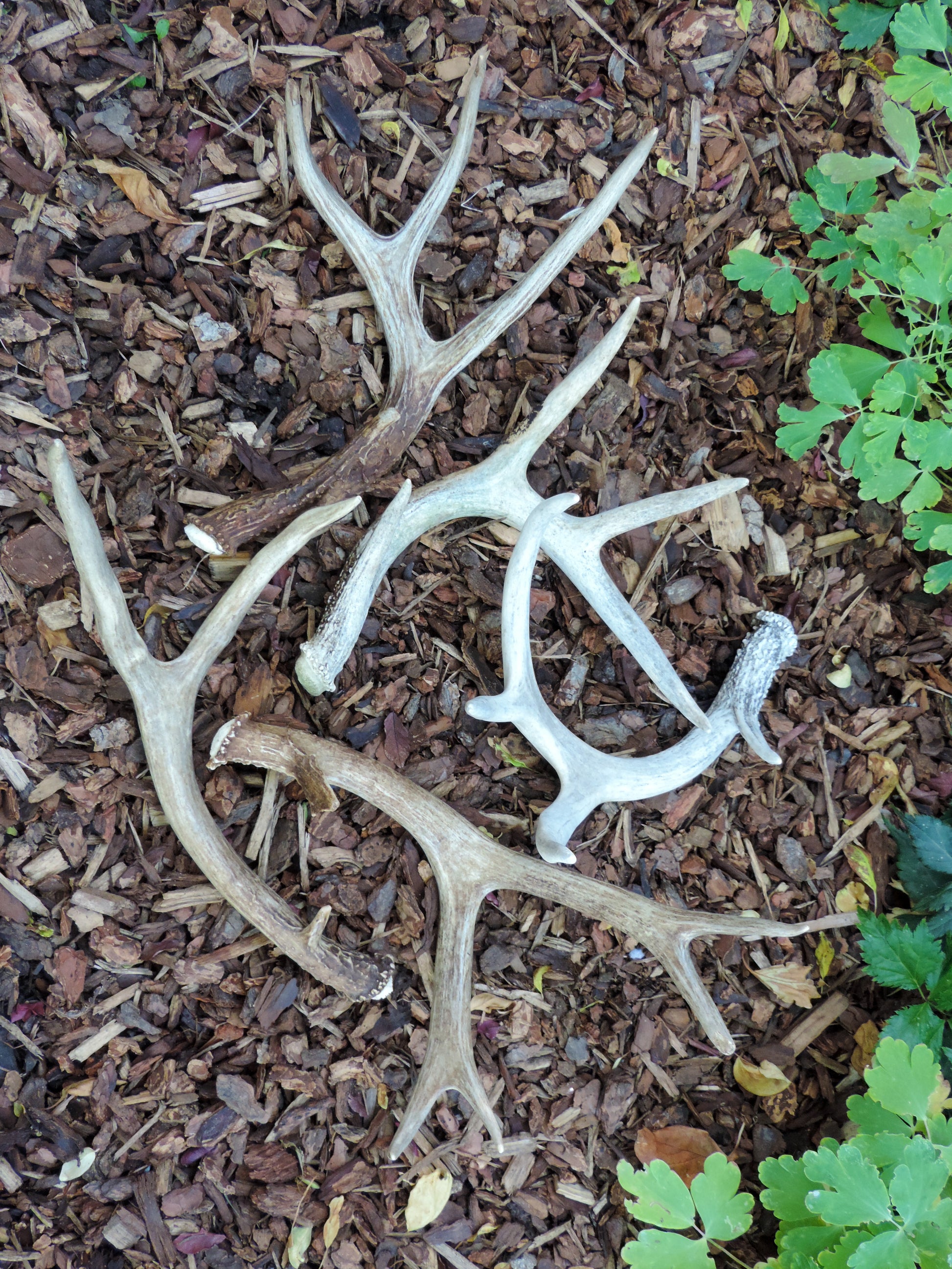 Deer antlers, decorating, rituals, metaphysical, gifts