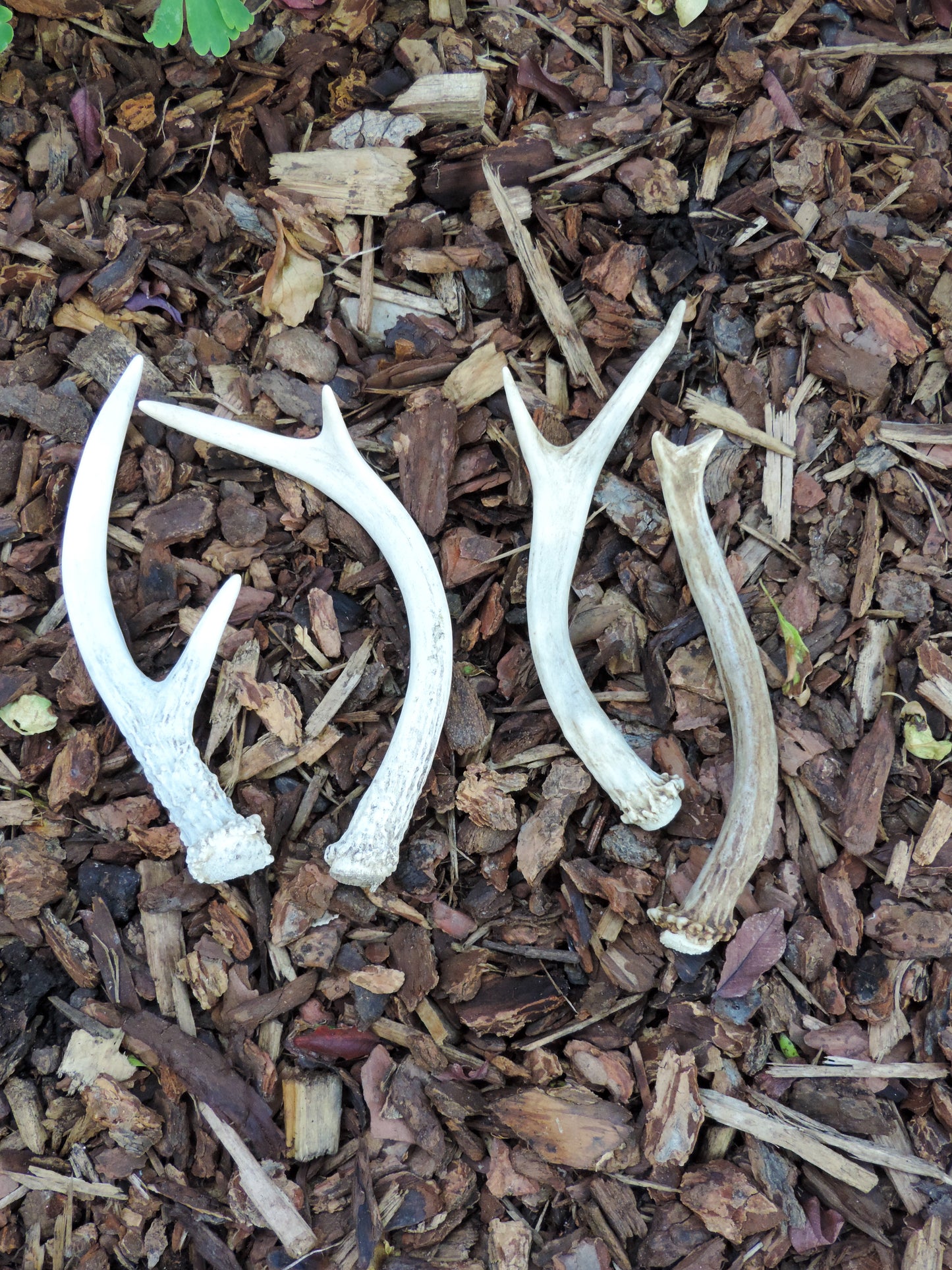 Deer antlers, decorating, rituals, metaphysical, gifts