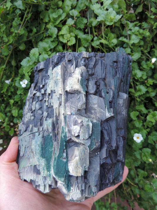 Beautiful petrified wood 