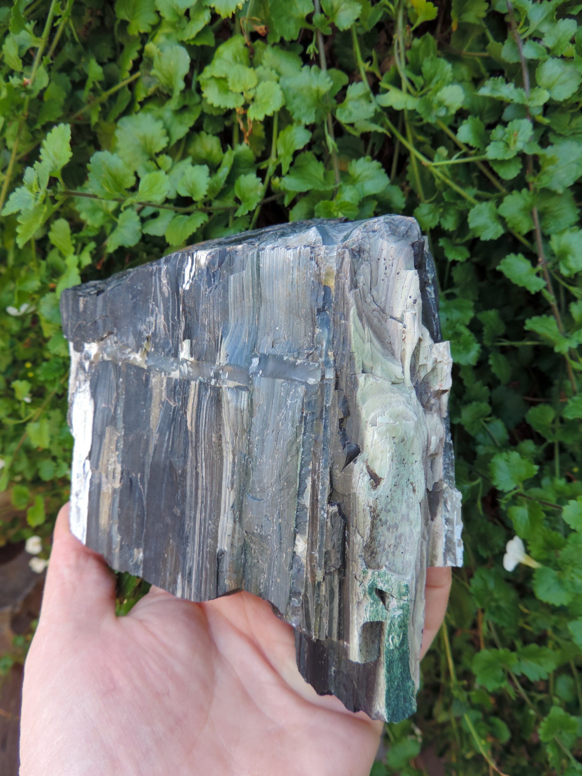 Created millions of years ago, petrified and agatized wood is found around the globe in numerous locations.  The stones’ distinctive appearance is determined by different conditions that include the tree species that was buried