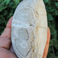 Montana Petrified/Agatized Wood Specimen