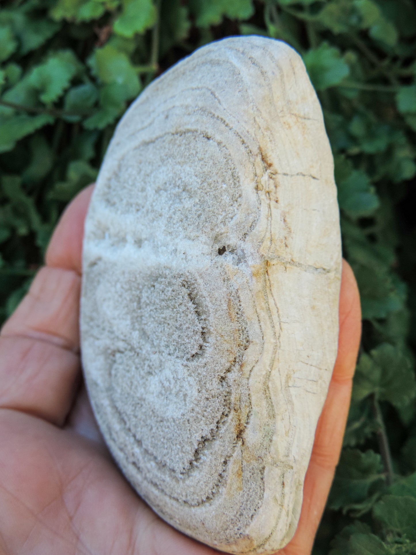 Montana Petrified/Agatized Wood Specimen