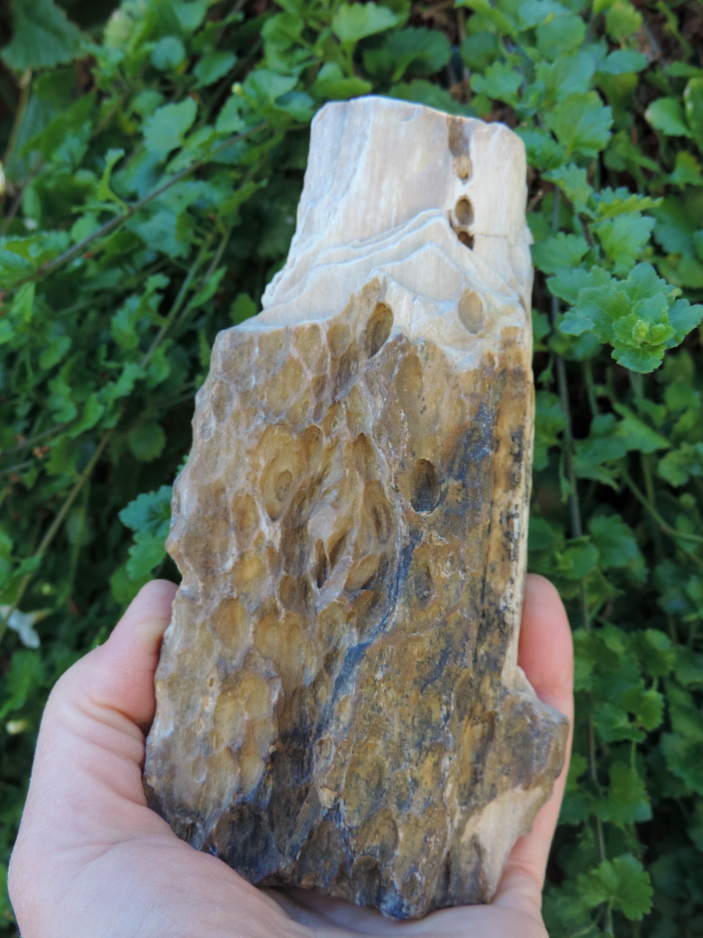 Along with the sheer wonder and beauty, petrified wood has been used in ancient and present day civilizations for stabilizing the body’s defenses, promoting balance and calmness and allowing the body to heal in a relaxed, de-stressed environment