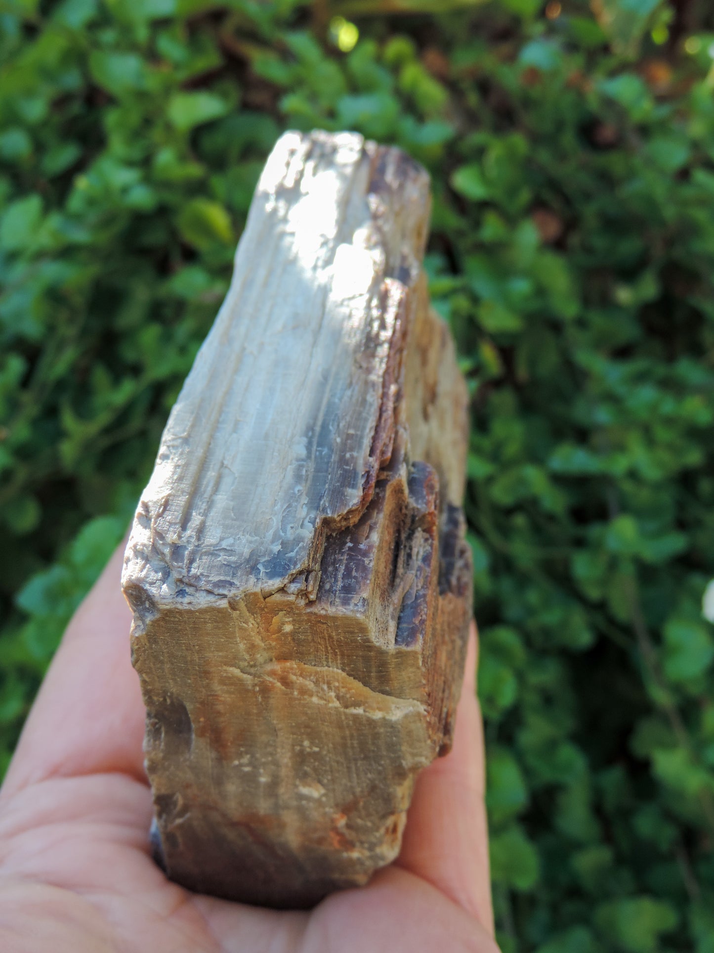 Created millions of years ago, petrified and agatized wood is found around the globe in numerous locations.  The stones’ distinctive appearance is determined by different conditions that include the tree species that was buried, the location and type of geological event that buried the trees,