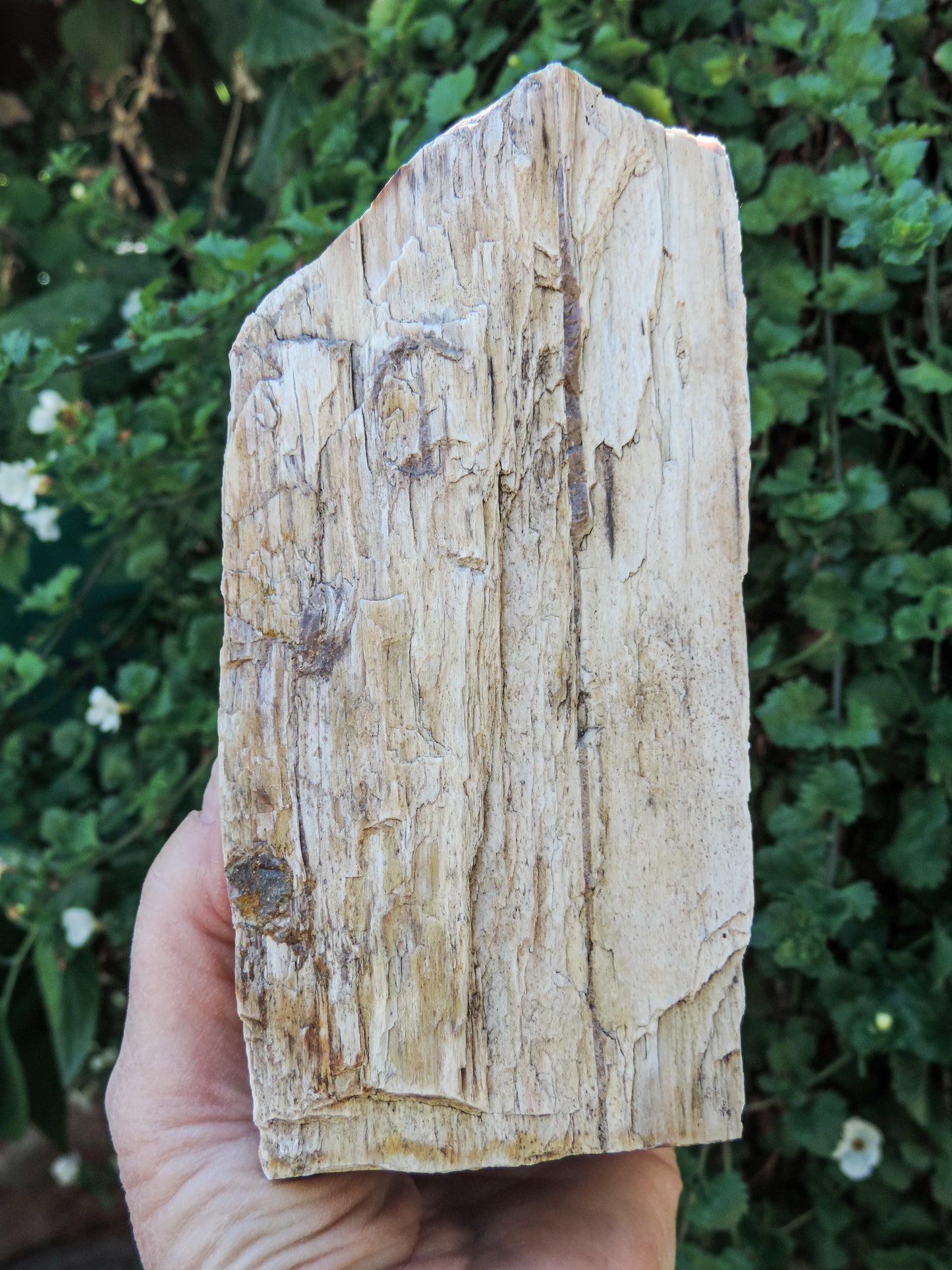 Are you the kind of person who understands the supportive energies of natural semi-precious gemstones??  Please check out this beauty: balance, calmness, gentle opening to transformation, are right here for YOU!!!  Along with the sheer wonder and beauty, petrified wood 