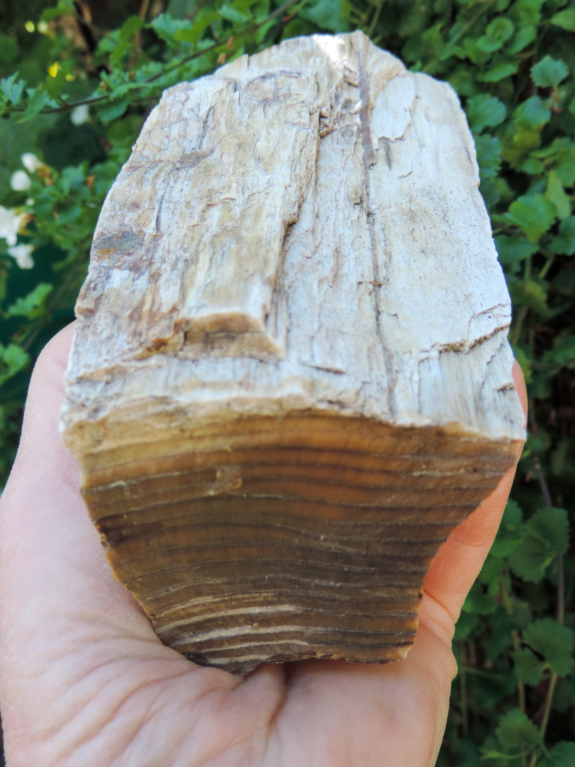 Along with the sheer wonder and beauty, petrified wood has been used in ancient and present day civilizations for stabilizing the body’s defenses, promoting balance and calmness and allowing the body to heal in a relaxed, de-stressed environment.   Petrified wood 