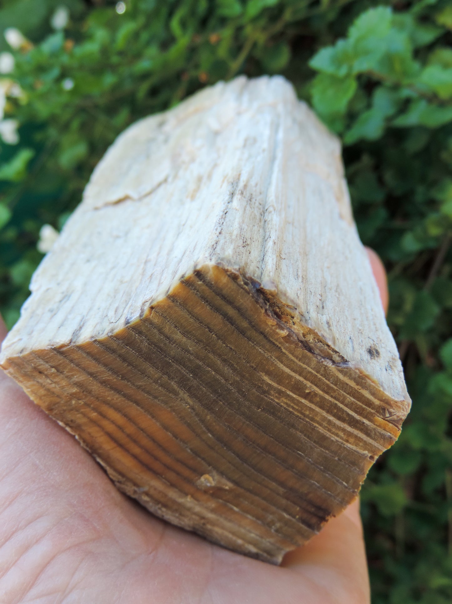 Created millions of years ago, petrified and agatized wood is found around the globe in numerous locations.  The stones’ distinctive appearance is determined by different conditions that include the tree species that was buried, the location and type of geological event that buried the trees, 