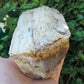 Brought to you from the mountains of Montana, this treasured specimen represents amazing geological transformations and the wondrous beauty of Mother Earth.