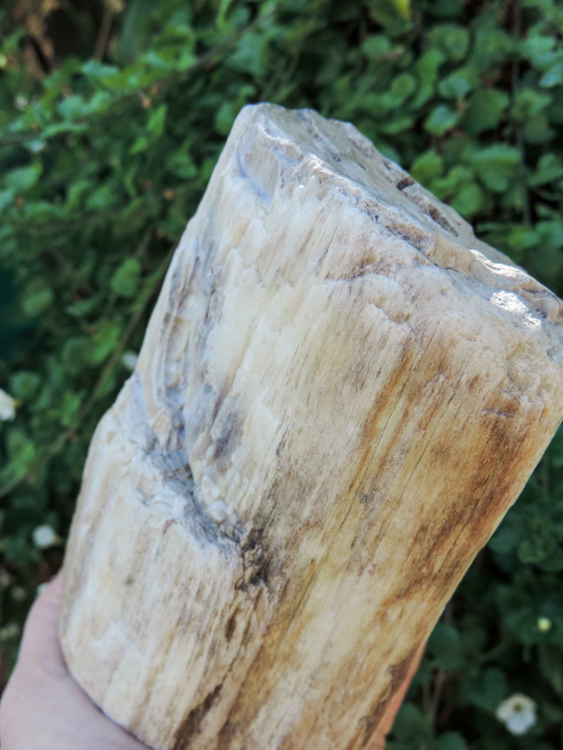 Along with the sheer wonder and beauty, petrified wood has been used in ancient and present day civilizations for stabilizing the body’s defenses, promoting balance and calmness and allowing the body to heal in a relaxed, de-stressed environment. 