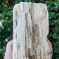 Created millions of years ago, petrified and agatized wood is found around the globe in numerous locations.  The stones’ distinctive appearance is determined by different conditions that include the tree species that was buried, the location and type of geological event that buried the trees,