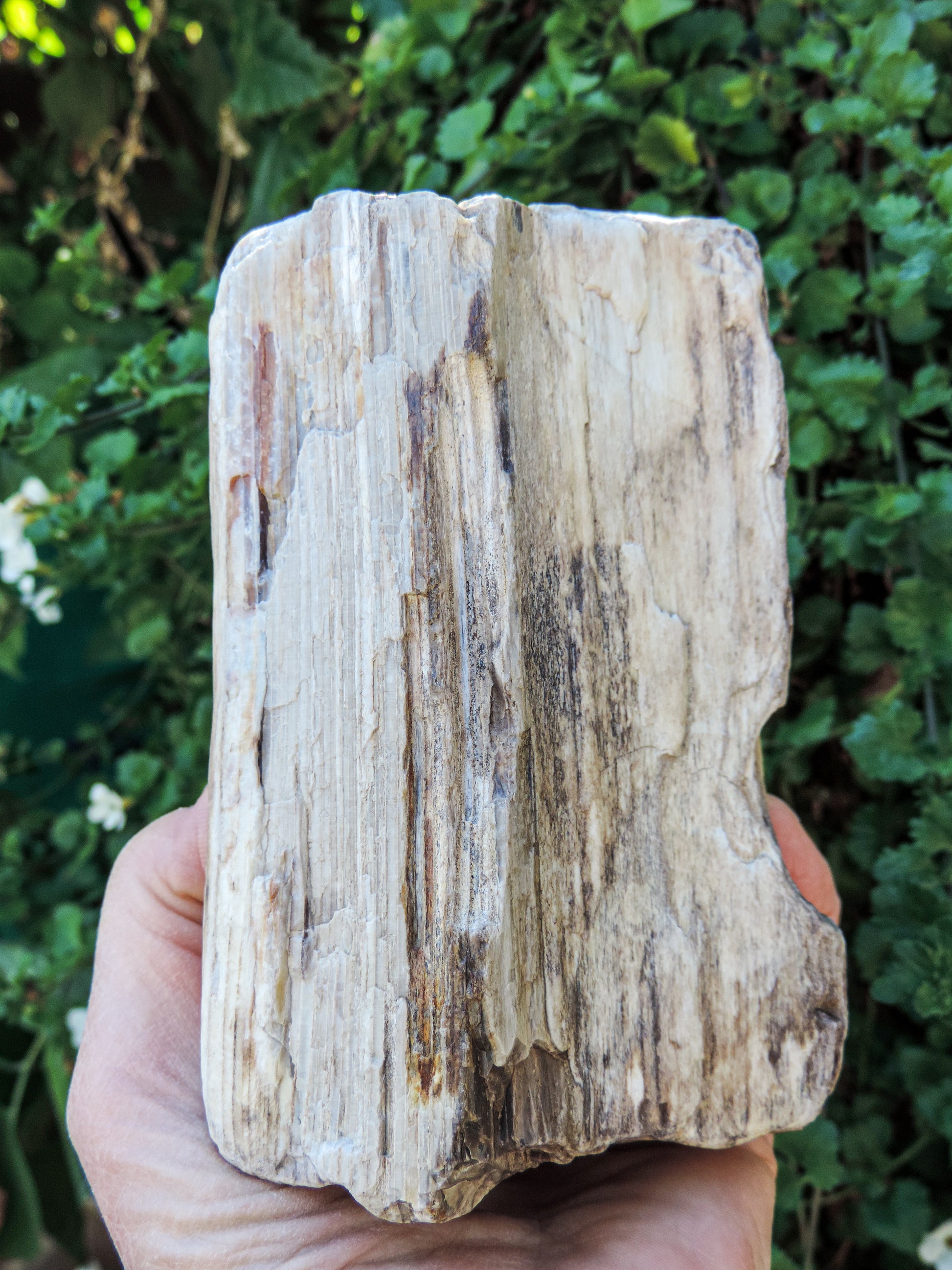 Created millions of years ago, petrified and agatized wood is found around the globe in numerous locations.  The stones’ distinctive appearance is determined by different conditions that include the tree species that was buried, the location and type of geological event that buried the trees,