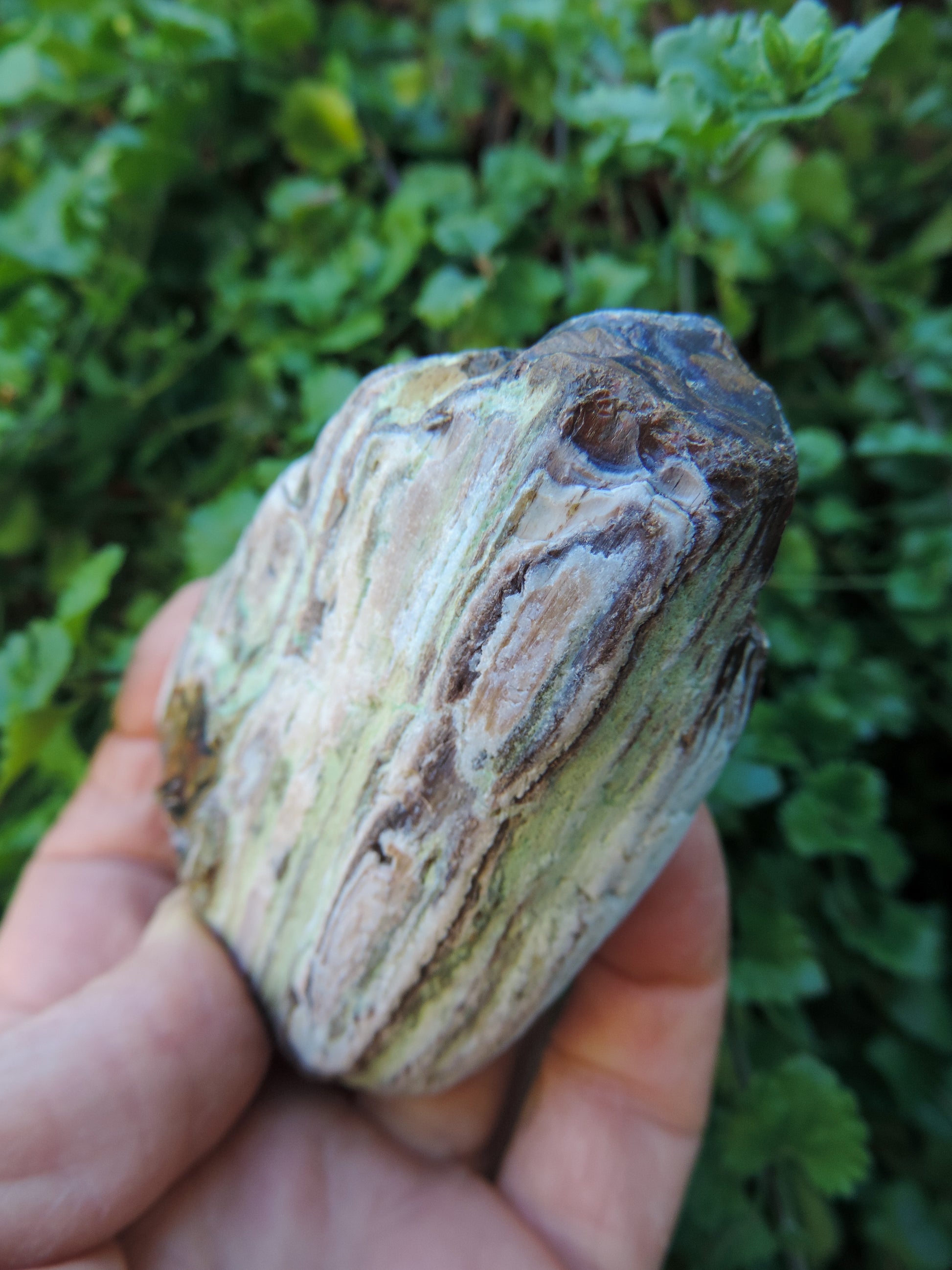 Petrified wood is often viewed as a sacred representation of humankind's connection to the universe because it was once a living object that has gone through a dramatic transformation.