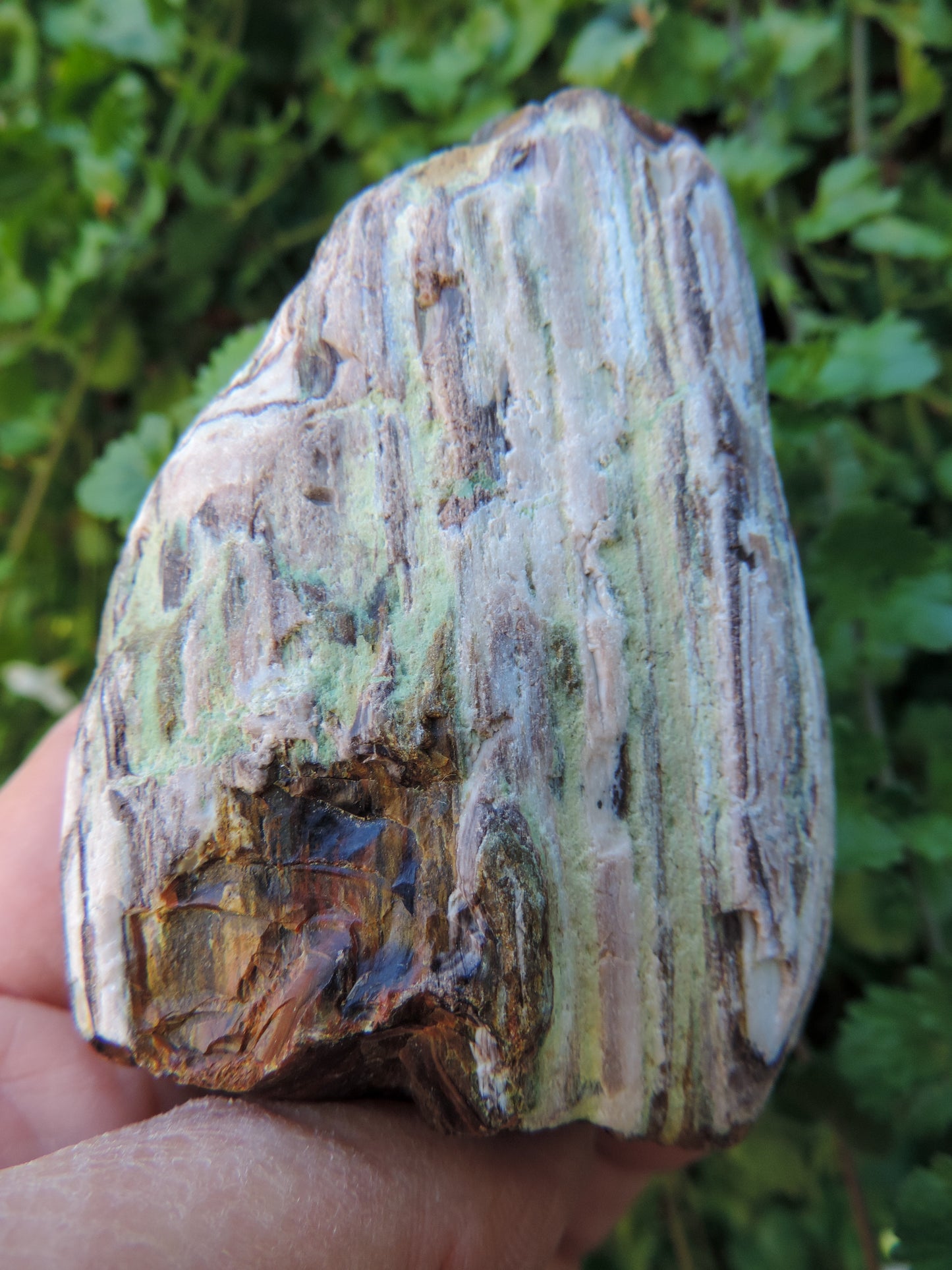 Montana Petrified/Agatized Wood Specimen