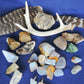 Yellowstone Country Treasure Sampler.  Natural earth items in this sampler package include:  1 antler, $36.99  3 polished petrified wood, $6.00  2 crystals, $1.00  1 large chunk polished madison blue agate, $4.00  10 assorted sizes polished madison blue agate, $20.00  2 rough petrified wood, $5.00  2 rough jasper, $4.00  1 rough madison blue agate, $2.00  2 madison blue agate key chains, $13.98  2 worry stones, $8.00  2 turkey feathers, $4.00  Total Value... $104.97  Holiday Sale Price - $62.99 (40% off)